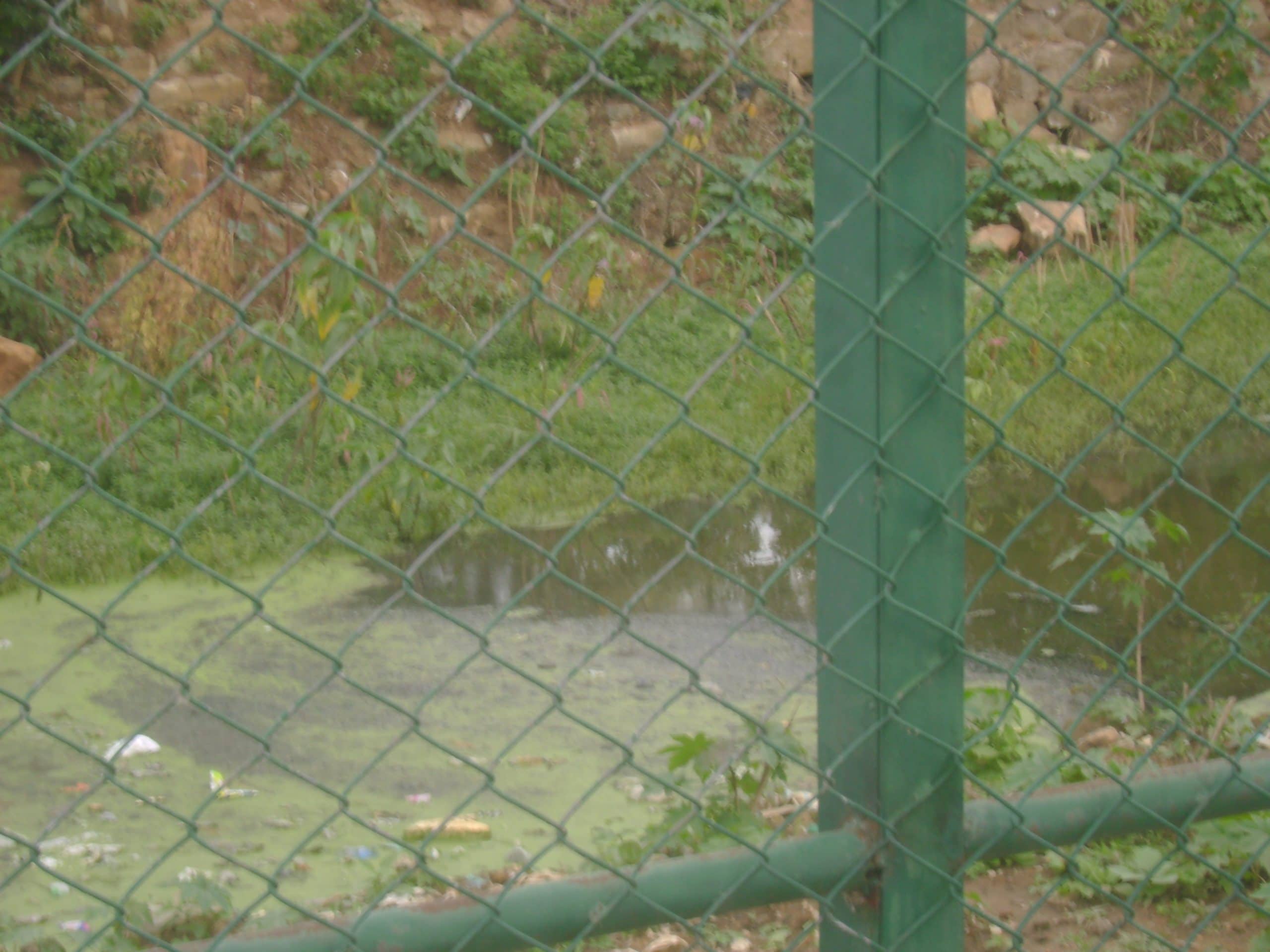 Sewage in Arekere Lake